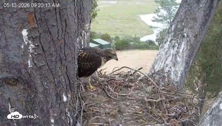 Red-Tailed Hawk Live Webcam - May 13, 2026, 10:20am PDT