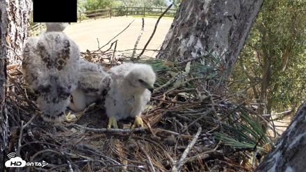 Red-Tailed Hawk Live Webcam - Apr 14, 2026, 11:13am PDT