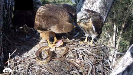 Red-Tailed Hawk Live Webcam - Apr 26, 2026, 4:52pm PDT