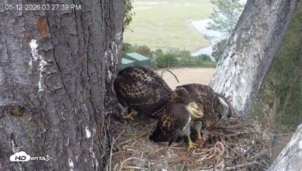 Red-Tailed Hawk Live Webcam - May 12, 2026, 4:30pm PDT