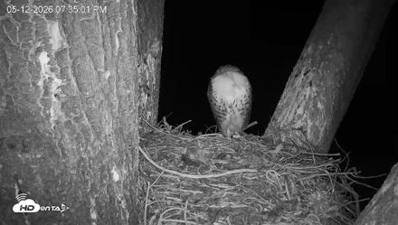Red-Tailed Hawk Live Webcam - May 12, 2026, 8:35pm PDT