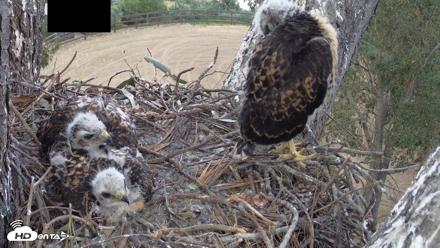 Red-Tailed Hawk Live Webcam - Apr 24, 2026, 5:57pm PDT
