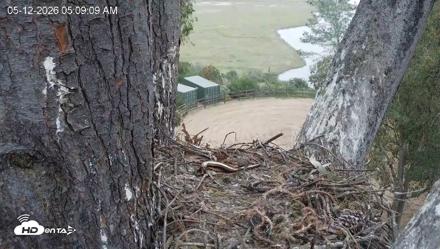 Red-Tailed Hawk Live Webcam - May 12, 2026, 6:10am PDT