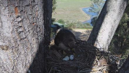 Red-Tailed Hawk Live Webcam - Mar 9, 2026, 3:35pm PDT