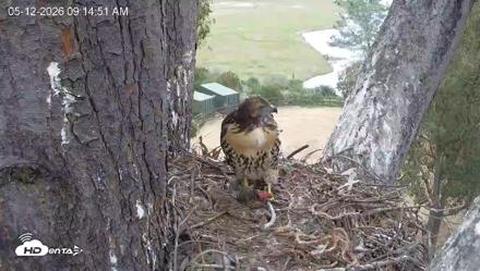 Red-Tailed Hawk Live Webcam - May 12, 2026, 10:17am PDT
