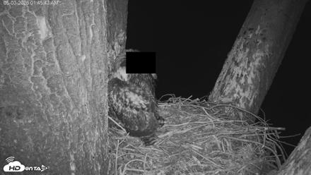 Red-Tailed Hawk Live Webcam - May 3, 2026, 2:48am PDT