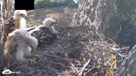 Red-Tailed Hawk Live Webcam - Apr 20, 2026, 8:11am PDT