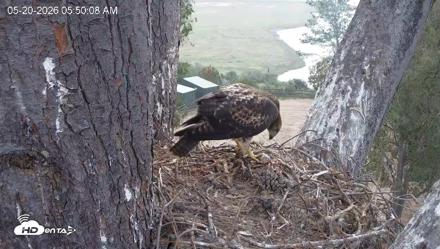 Red-Tailed Hawk Live Webcam - May 20, 2026, 6:53am PDT