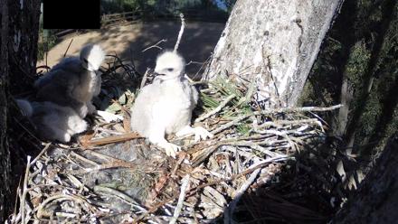 Red-Tailed Hawk Live Webcam - Apr 7, 2026, 4:39pm PDT
