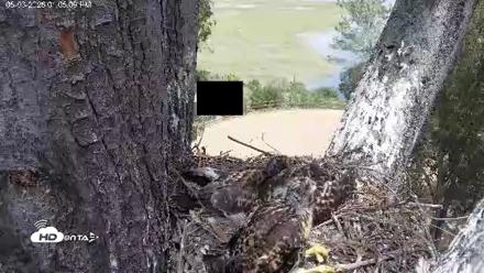 Red-Tailed Hawk Live Webcam - May 3, 2026, 2:06pm PDT