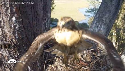 Red-Tailed Hawk Live Webcam - May 20, 2026, 5:43pm PDT