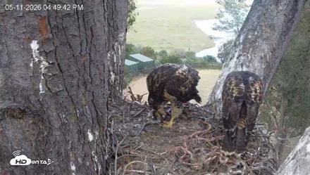Red-Tailed Hawk Live Webcam - May 11, 2026, 5:50pm PDT