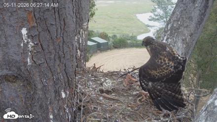 Red-Tailed Hawk Live Webcam - May 11, 2026, 7:28am PDT