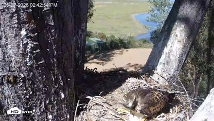 Red-Tailed Hawk Live Webcam - May 27, 2026, 3:43pm PDT