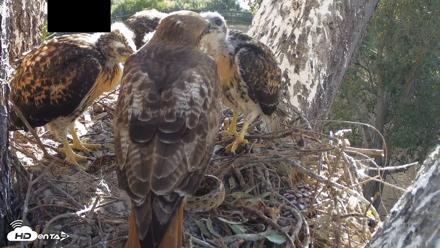 Red-Tailed Hawk Live Webcam - Apr 28, 2026, 7:23am PDT