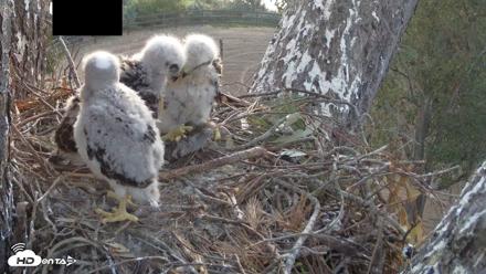 Red-Tailed Hawk Live Webcam - Apr 18, 2026, 6:21am PDT