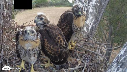 Red-Tailed Hawk Live Webcam - Apr 30, 2026, 7:42am PDT