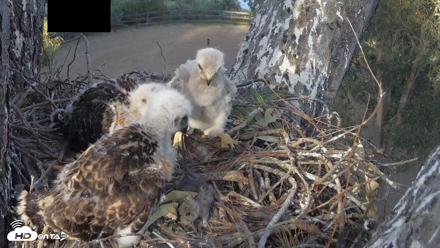 Red-Tailed Hawk Live Webcam - Apr 19, 2026, 5:39pm PDT
