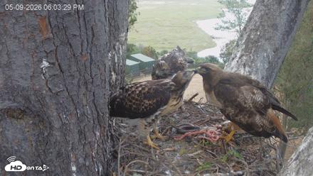 Red-Tailed Hawk Live Webcam - May 9, 2026, 7:06pm PDT
