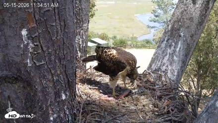 Red-Tailed Hawk Live Webcam - May 15, 2026, 12:38pm PDT