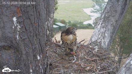 Red-Tailed Hawk Live Webcam - May 12, 2026, 10:07am PDT
