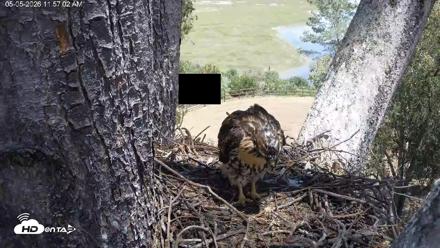 Red-Tailed Hawk Live Webcam - May 5, 2026, 1:00pm PDT