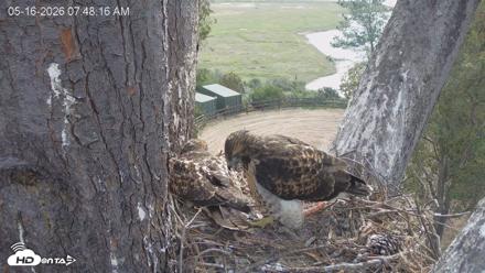 Red-Tailed Hawk Live Webcam - May 16, 2026, 8:51am PDT