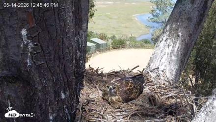 Red-Tailed Hawk Live Webcam - May 14, 2026, 1:46pm PDT