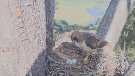 Red-Tailed Hawk Live Webcam - Mar 4, 2026, 3:01pm PST