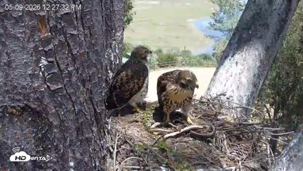Red-Tailed Hawk Live Webcam - May 9, 2026, 1:28pm PDT