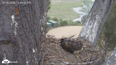 Red-Tailed Hawk Live Webcam - May 16, 2026, 1:50pm PDT