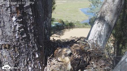 Red-Tailed Hawk Live Webcam - May 13, 2026, 3:36pm PDT