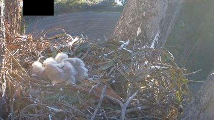 Red-Tailed Hawk Live Webcam - Apr 4, 2026, 6:57am PDT