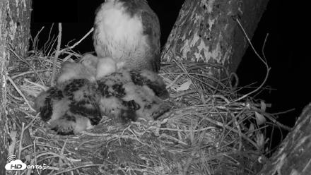 Red-Tailed Hawk Live Webcam - Apr 16, 2026, 10:08pm PDT
