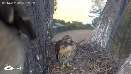 Red-Tailed Hawk Live Webcam - May 14, 2026, 6:11pm PDT