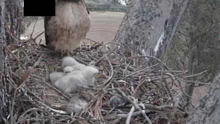Red-Tailed Hawk Live Webcam - Apr 1, 2026, 6:28am PDT
