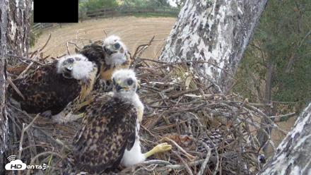 Red-Tailed Hawk Live Webcam - Apr 25, 2026, 9:37am PDT