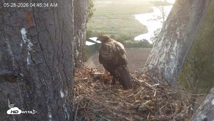 Red-Tailed Hawk Live Webcam - May 28, 2026, 5:50am PDT