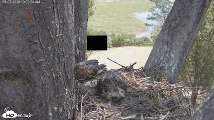Red-Tailed Hawk Live Webcam - May 7, 2026, 11:04am PDT