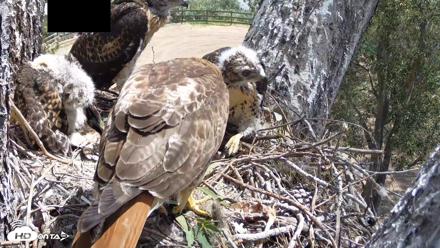 Red-Tailed Hawk Live Webcam - Apr 27, 2026, 11:26am PDT