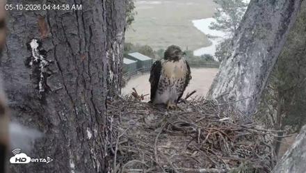 Red-Tailed Hawk Live Webcam - May 10, 2026, 5:49am PDT