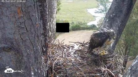 Red-Tailed Hawk Live Webcam - May 5, 2026, 8:39am PDT