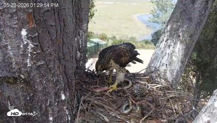 Red-Tailed Hawk Live Webcam - May 23, 2026, 2:30pm PDT