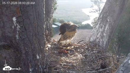 Red-Tailed Hawk Live Webcam - May 17, 2026, 7:01am PDT