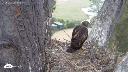 Red-Tailed Hawk Live Webcam - May 8, 2026, 9:18am PDT