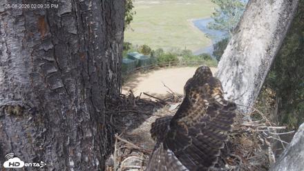 Red-Tailed Hawk Live Webcam - May 8, 2026, 3:10pm PDT
