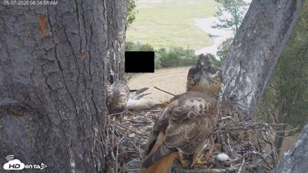 Red-Tailed Hawk Live Webcam - May 7, 2026, 9:38am PDT