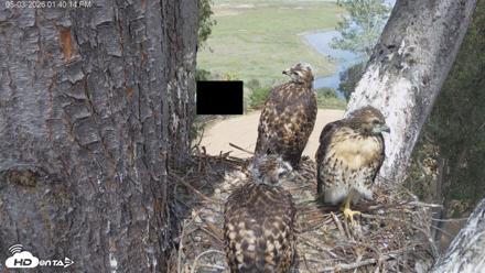 Red-Tailed Hawk Live Webcam - May 3, 2026, 2:43pm PDT