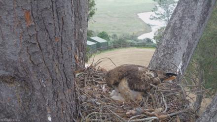 Red-Tailed Hawk Live Webcam - Mar 23, 2026, 8:44am PDT