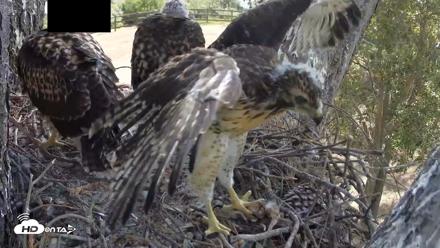 Red-Tailed Hawk Live Webcam - Apr 30, 2026, 10:09am PDT